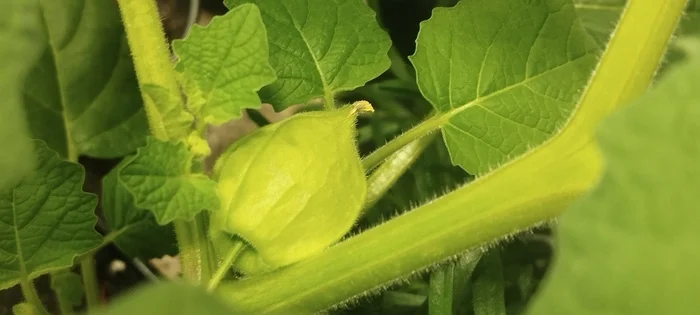 Plants in the apartment - My, Growbox, Plants, Greenery, Gardening, Longpost