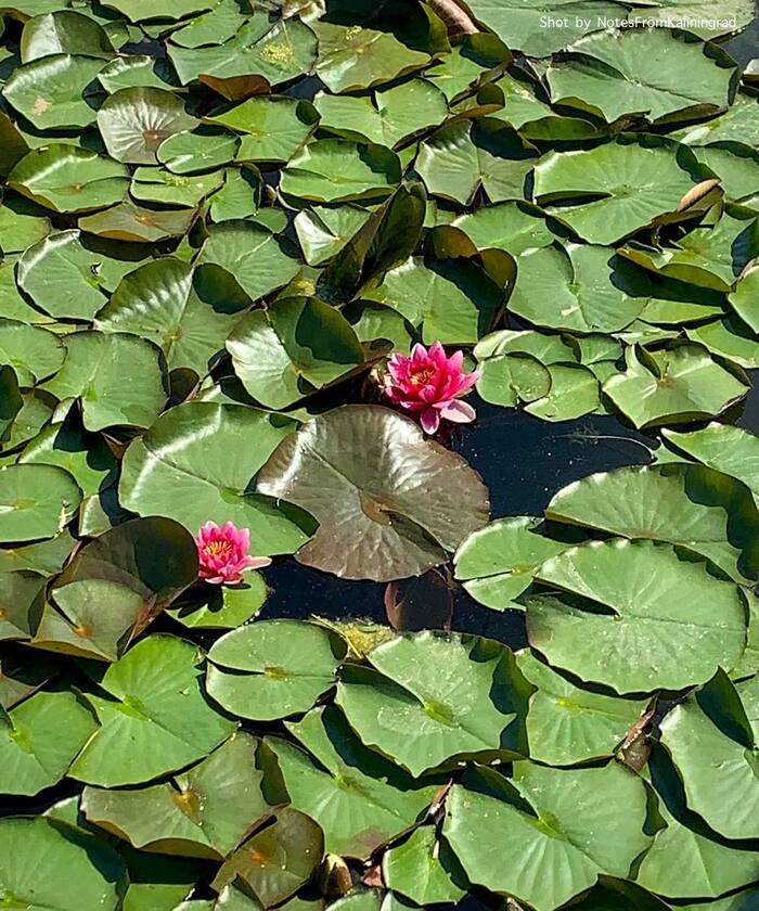 Water lily - My, Water lily, Plants, City walk, Street photography, Kaliningrad region, Bloom, Kaliningrad, Longpost