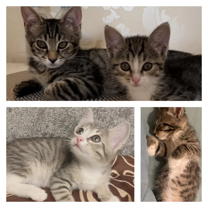 Continuation of the post “Kittens urgently need a home” - Homeless animals, No rating, In good hands, cat, Animal Rescue, Longpost, Kittens, Fluffy, Cat lovers, Veterinary, Reply to post