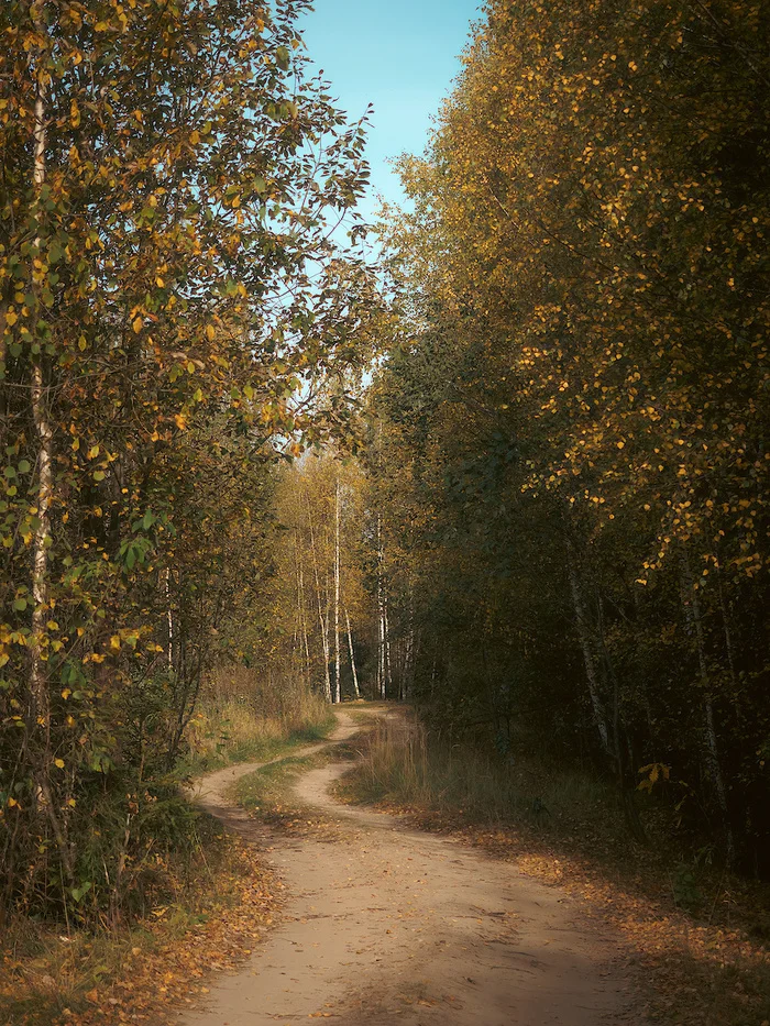 Тропинка в лесу - Моё, Фотография, Olympus, Тропинка, Осень