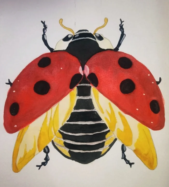 Ladybug ^•^ - My, Watercolor, Not an artist, Sketching, Painting, Lovers, ladybug, Insects