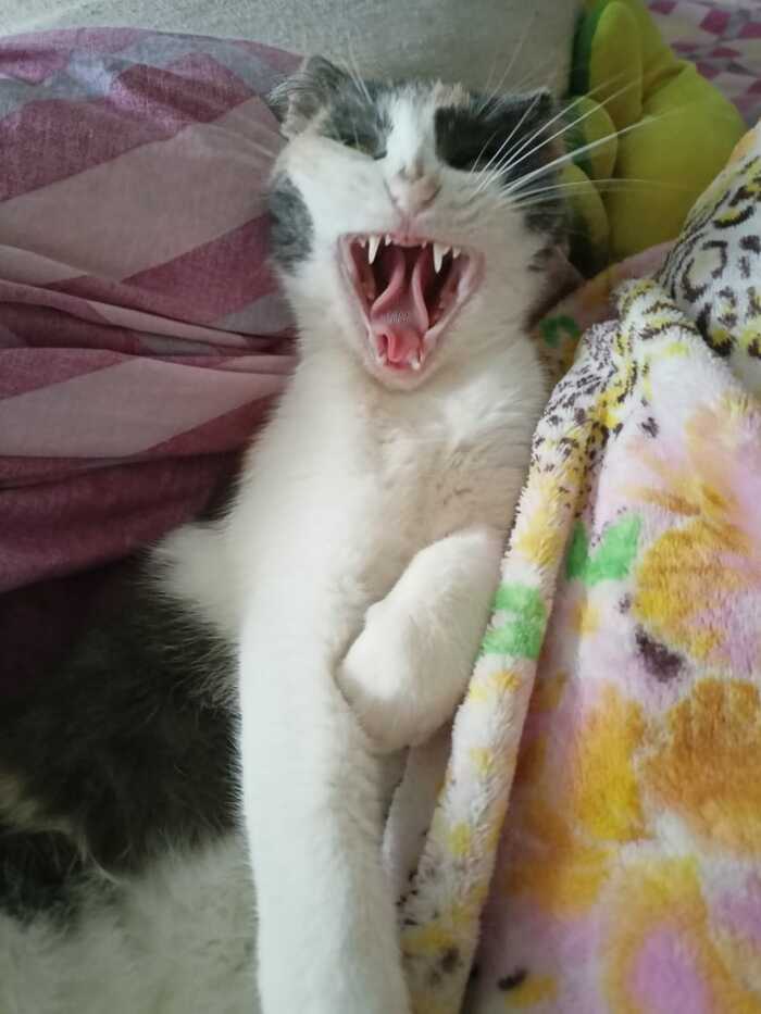 My cat's yawning moment - My, Yawn, Tricolor cat, cat