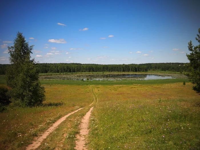 Владимирская область, середина лета - Моё, Лето, Природа, Россия, Владимирская область, Цветы, Красота, Поле, Закат, Длиннопост