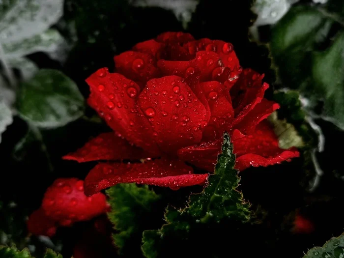 It's raining again in St. Petersburg - My, Mobile photography, The photo, Saint Petersburg, Plants, Flowers