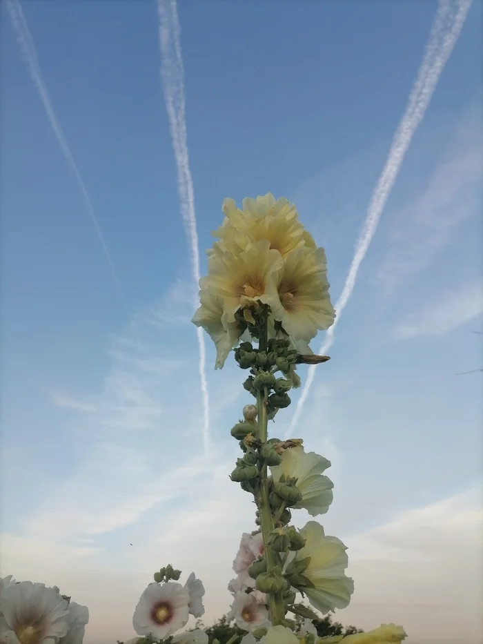 ...parallels do not intersect... - My, Mobile photography, Flowers, Sky, Longpost