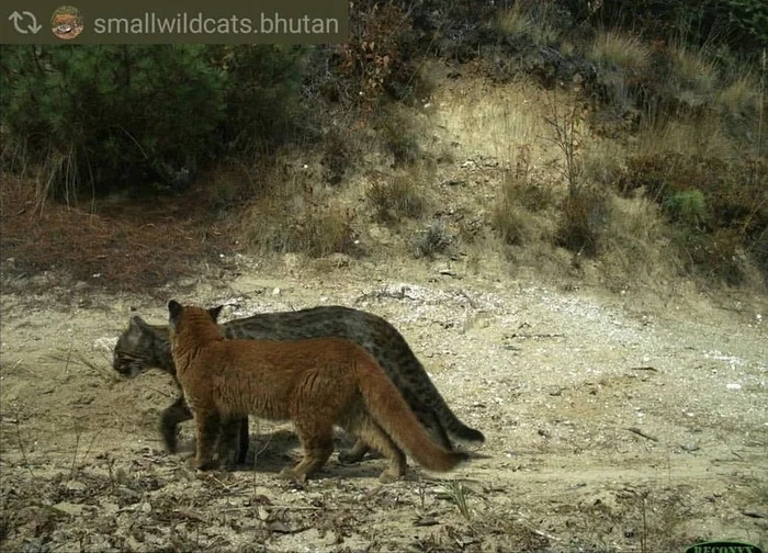 Two morphs of the Temminck cat - Cat Temminka, Small cats, Cat family, Predatory animals, Wild animals, wildlife, Reserves and sanctuaries, Bhutan, The photo, Phototrap