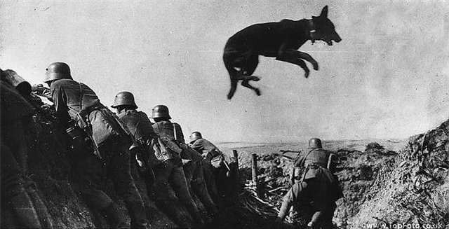 Soviet anti-tank kamikaze dogs - Dog, Bomber, The Great Patriotic War, The Second World War, the USSR, Made in USSR, The soldiers, Military history, Life stories, Memory, Heroes, The photo, Youtube, Video, YouTube (link), Longpost