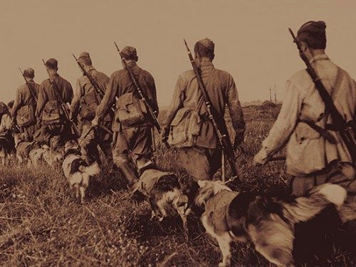 Soviet anti-tank kamikaze dogs - Dog, Bomber, The Great Patriotic War, The Second World War, the USSR, Made in USSR, The soldiers, Military history, Life stories, Memory, Heroes, The photo, Youtube, Video, YouTube (link), Longpost