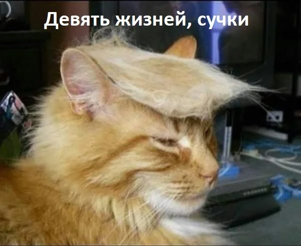 It's already eight - Humor, Picture with text, cat, Donald Trump, Telegram (link), Post #11600482