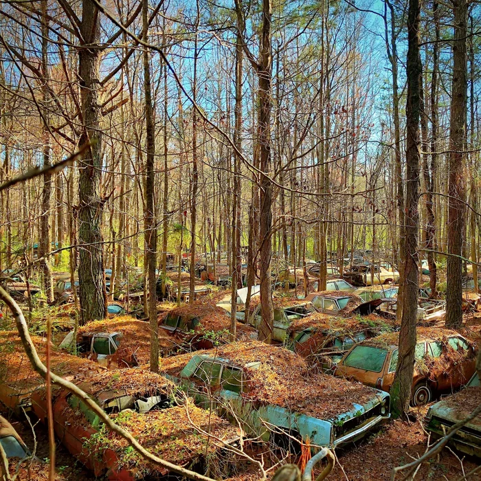 Car cemetery in the forest, USA - Abandoned, Travels, USA, Abandoned cars, The photo, Forest