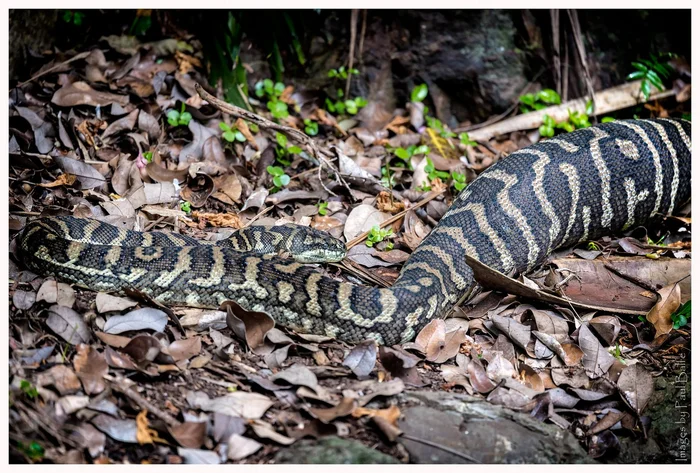 In Indonesia, a second woman was swallowed whole by a python in a month. - Python, Negative, Indonesia, Southeast Asia, Incident, Death, Dangerous animals, Reptiles, Snake, Women, Wild animals, Attack