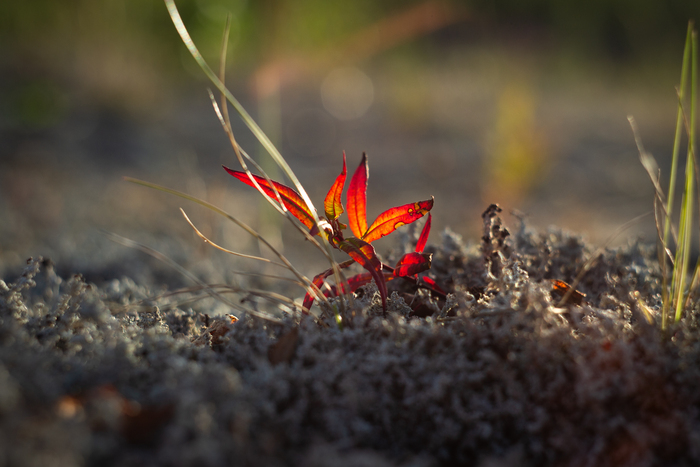 На мху возле Пяйве