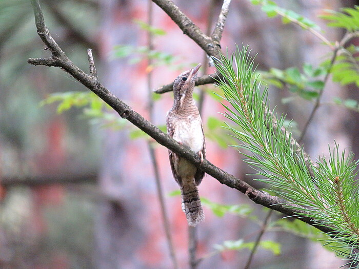    ,            " ",    : ",  ".  ,  ,     ))