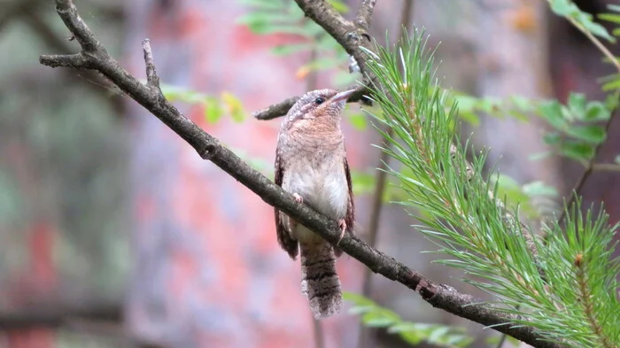 The whirligig reacts to danger in the form of a flying kite - My, Photo hunting, Birds, Ornithology, The nature of Russia, Animals, Wryneck, Woodpeckers, Bird watching, In the animal world, Chick