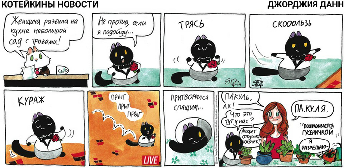 Котейкины Новости от 14.07.2024