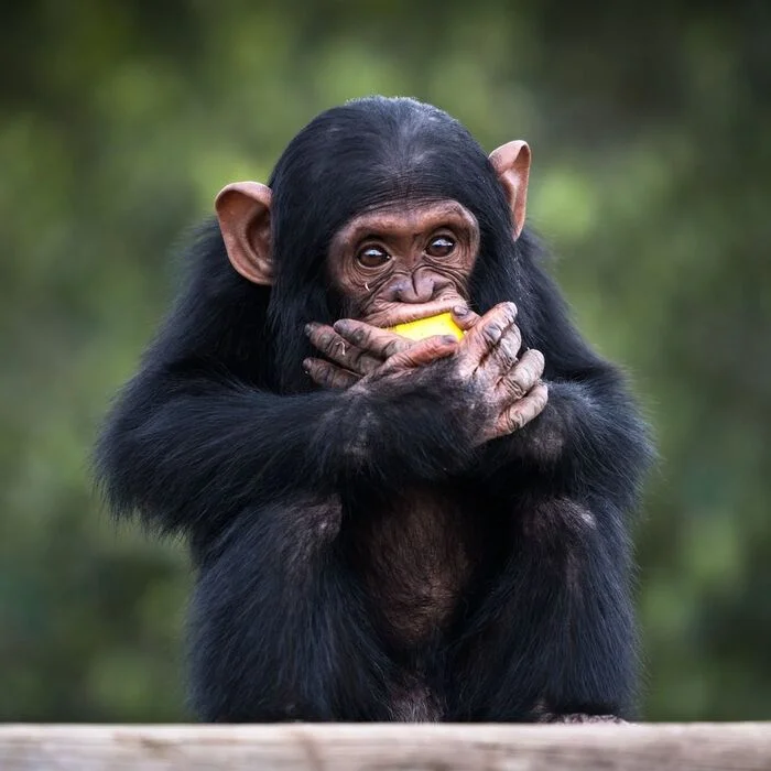 July 14 is World Chimpanzee Day - Chimpanzee, Primates, Wild animals, wildlife, Reserves and sanctuaries, Africa, The photo, World Day