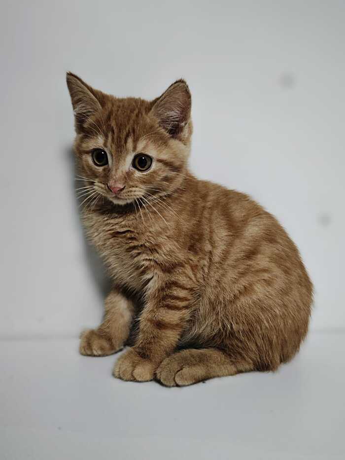 Red kitten in good hands. Sergiev Posad Moscow region - My, Kittens, cat, In good hands, Helping animals, No rating, Moscow region, Sergiev Posad, Redheads, Fluffy, Overexposure, Longpost