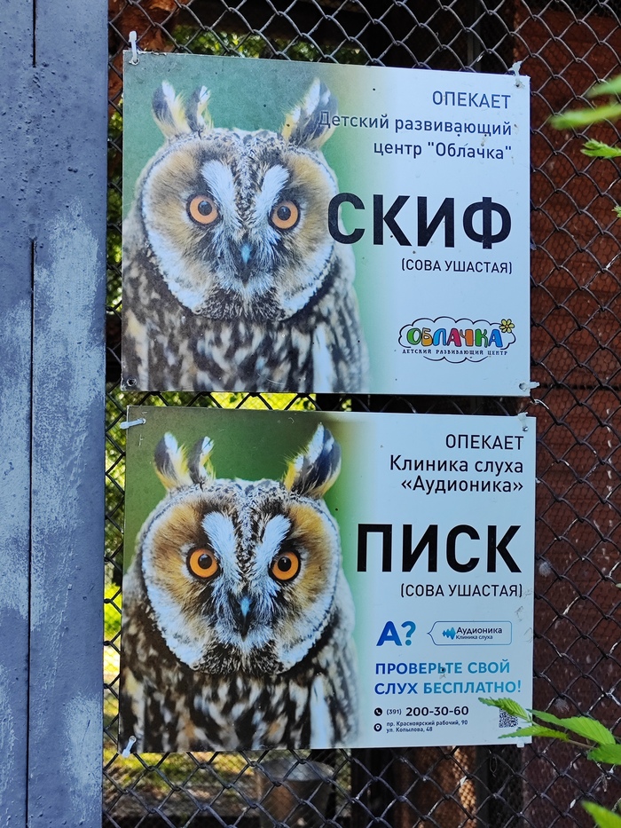 ������� ������ �������