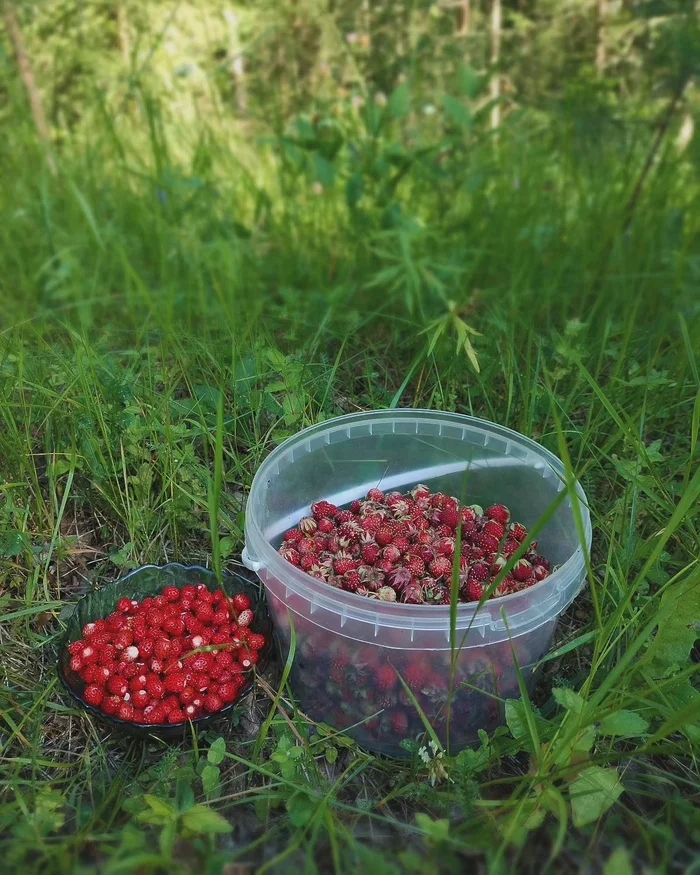 Soul Therapy - Gifts of nature, Strawberry (plant), Summer, Meadows, The nature of Russia, Nature