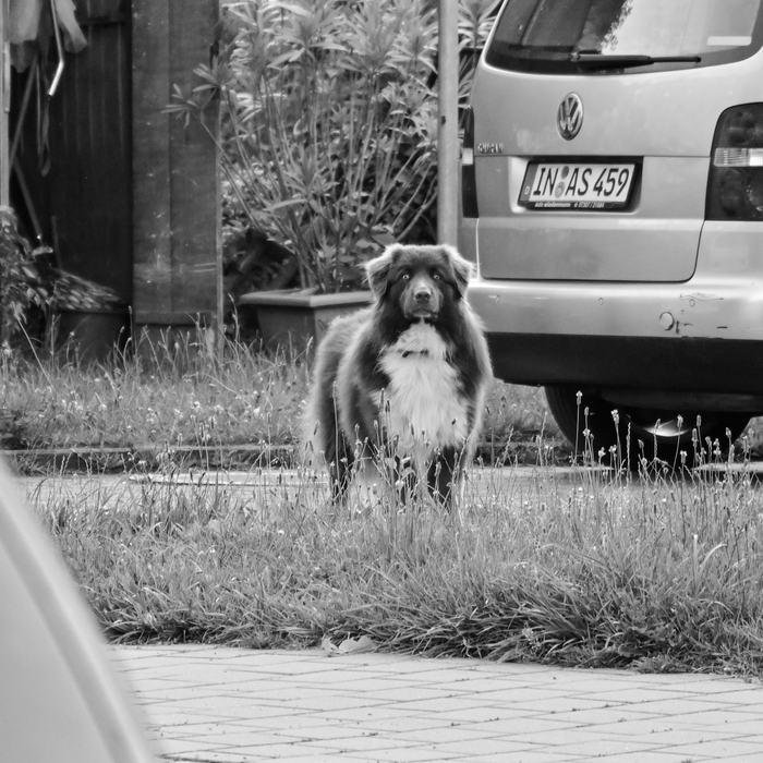 Собаки на улице 31