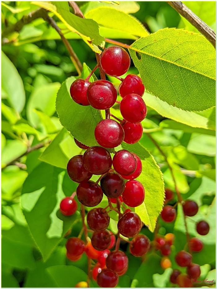 Красная черёмуха