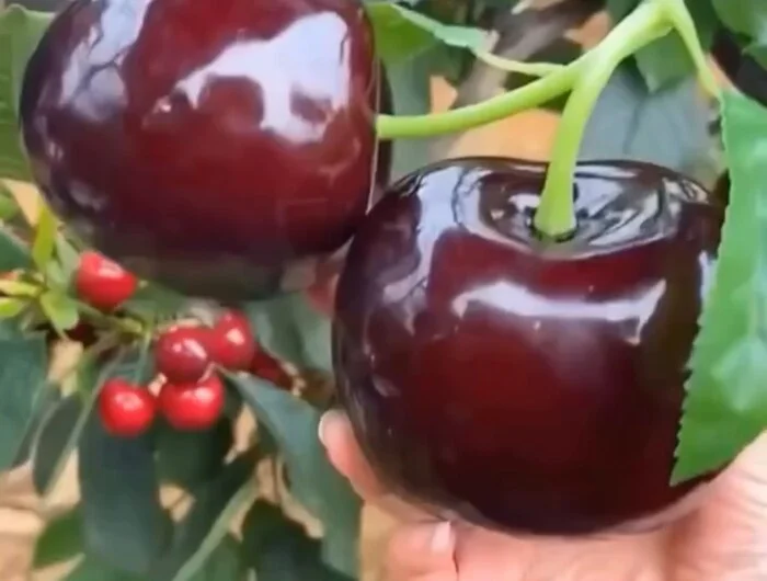 Is it true that huge cherries were developed in China? - My, China, Cherries, Фрукты, Video, Products, Nutrition, Asia, Social networks, Facts, Проверка, Food, Research, Informative, Longpost