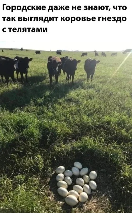 Nest - Humor, Picture with text, Cow, Eggs, Telegram (link)