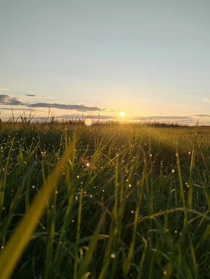 Dew at dawn - My, Dew, The photo, Дальний Восток, Khabarovsk, Nature, Landscape, dawn, Field, Mobile photography