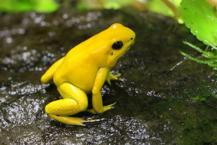 The most dangerous frog on the planet - My, Biology, Around the world, Animals, Nature, In the animal world, Rare view, Amphibians, Frogs, Red Book, The photo, Longpost, Poisonous animals