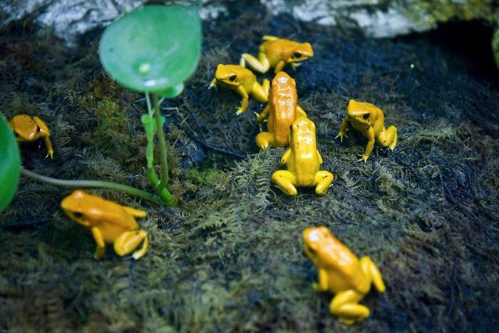 Самая опасная лягушка на планете Биология, Вокруг света, Животные, Природа, В мире животных, Редкий вид, Земноводные, Лягушки, Красная книга, Фотография, Длиннопост, Ядовитые животные Самая опасная лягушка на планете Биология, Вокруг света, Животные, Природа, В мире животных, Редкий вид, Земноводные, Лягушки, Красная книга, Фотография, Длиннопост, Ядовитые животные