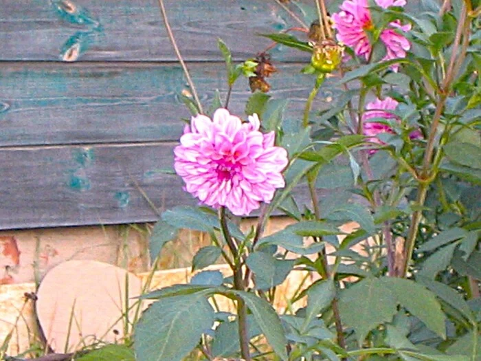 Dahlias - My, The photo, Walk, Flowers