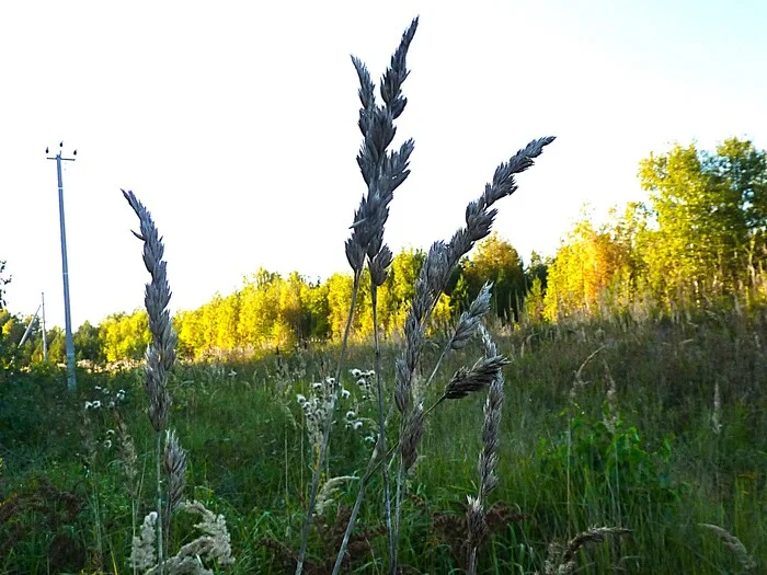 Herbs - My, The photo, Walk, Landscape, Grass, Nature