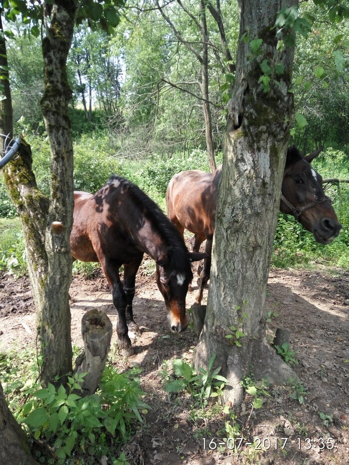 ��� ��������