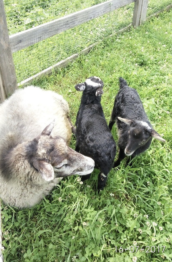 � ��� ��������