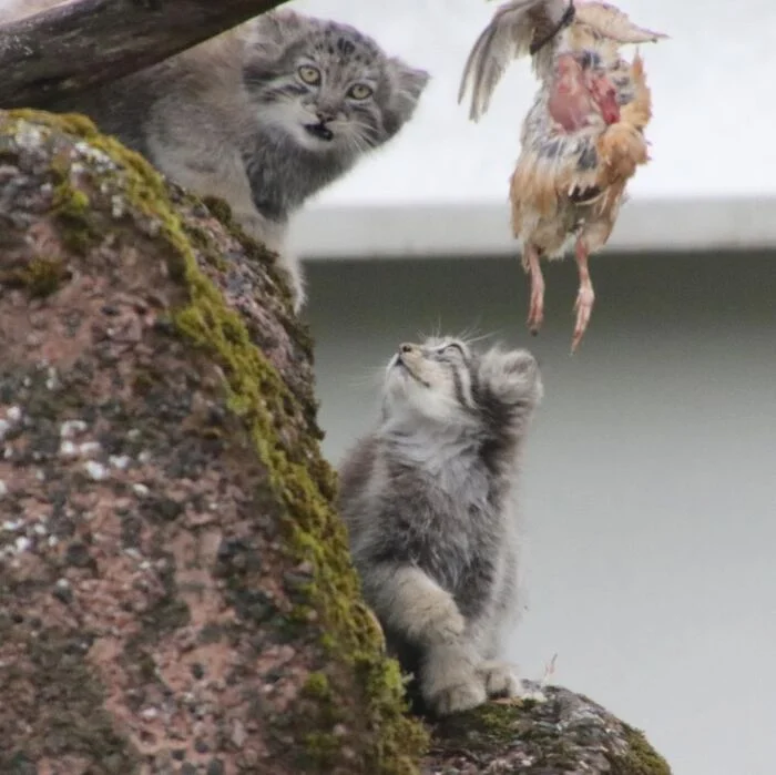 Mmmmm, yummy - Wild animals, Predatory animals, Cat family, Small cats, Pallas' cat, The photo, Zoo, Soundless, Mining, Feeding, Carcass, Remains, Young, Video, Longpost