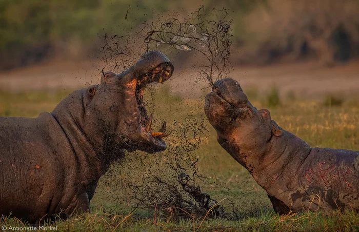 Conflict - hippopotamus, Artiodactyls, Wild animals, wildlife, National park, South Africa, The photo, River