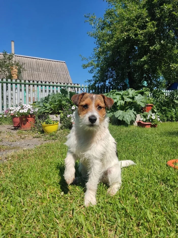 Jack - My, Dog, Jack Russell Terrier, Pets, The photo