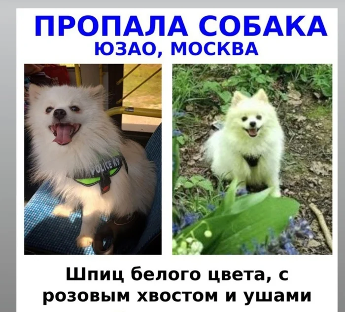 Lost dog - My, No rating, The dog is missing, Dog, Spitz