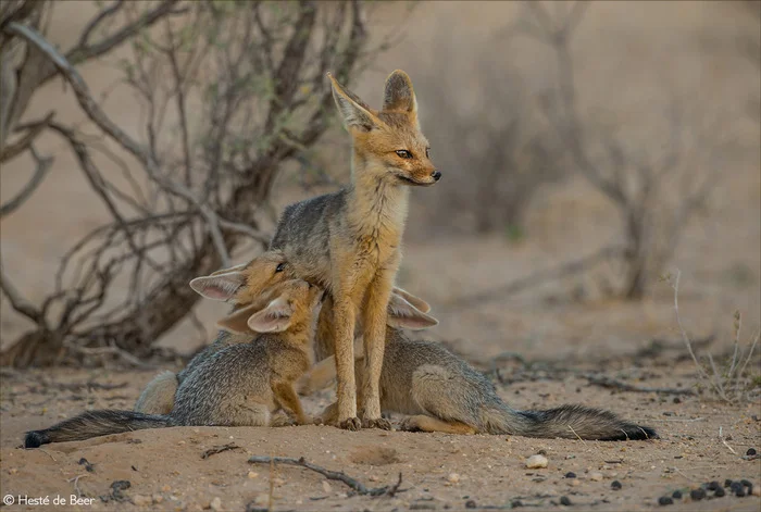 Refueling - Fox, Fox cubs, Canines, Predatory animals, Wild animals, wildlife, National park, South Africa, The photo, Feeding