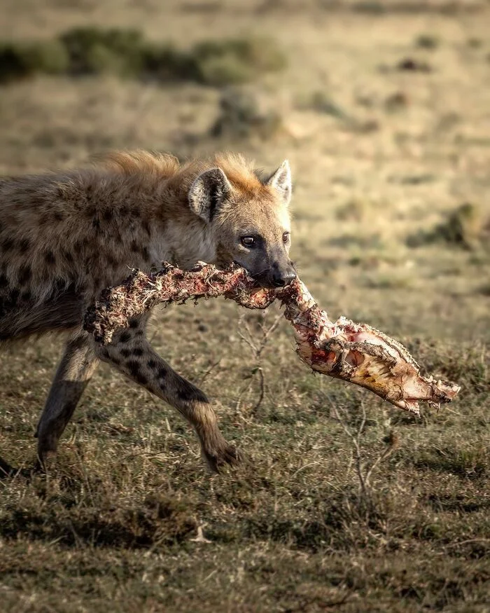 There will be something to crunch - Hyena, Spotted Hyena, Predatory animals, Wild animals, wildlife, Reserves and sanctuaries, Masai Mara, Africa, The photo, Remains, Bones