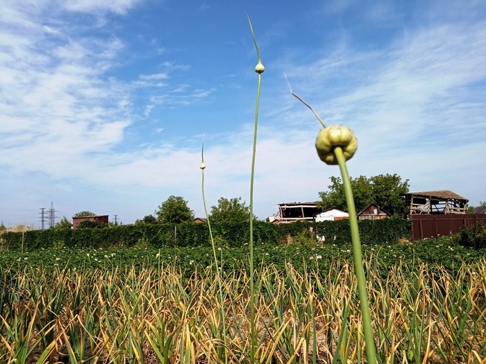 ������ ���� ������� ������!