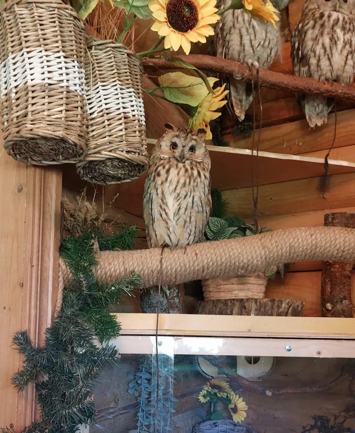 Owl at the Owl Museum - My, Owl, Toksovo, Longpost