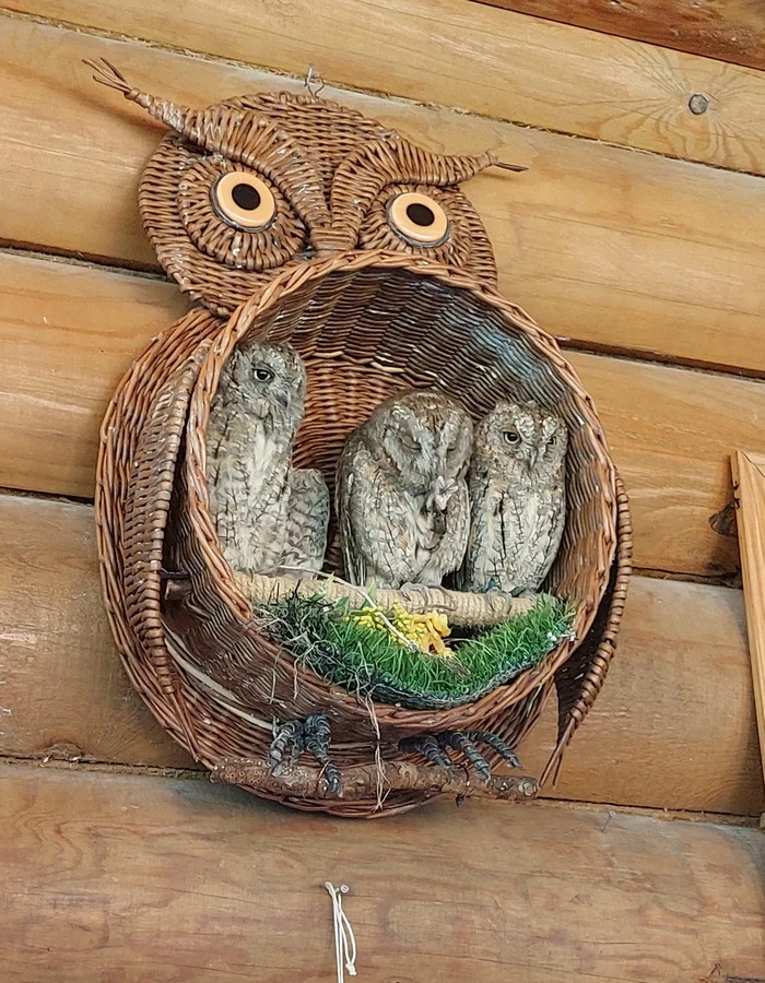 Owl at the Owl Museum - My, Owl, Toksovo, Longpost