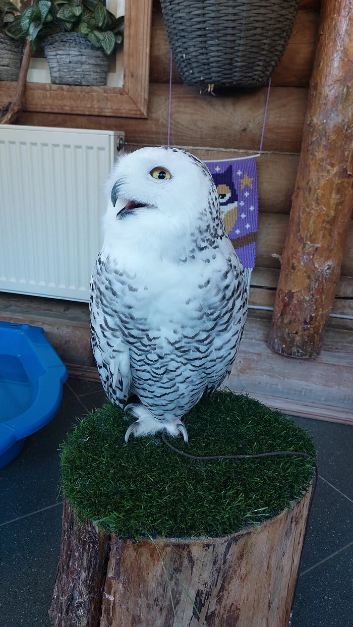 Owl at the Owl Museum - My, Owl, Toksovo, Longpost