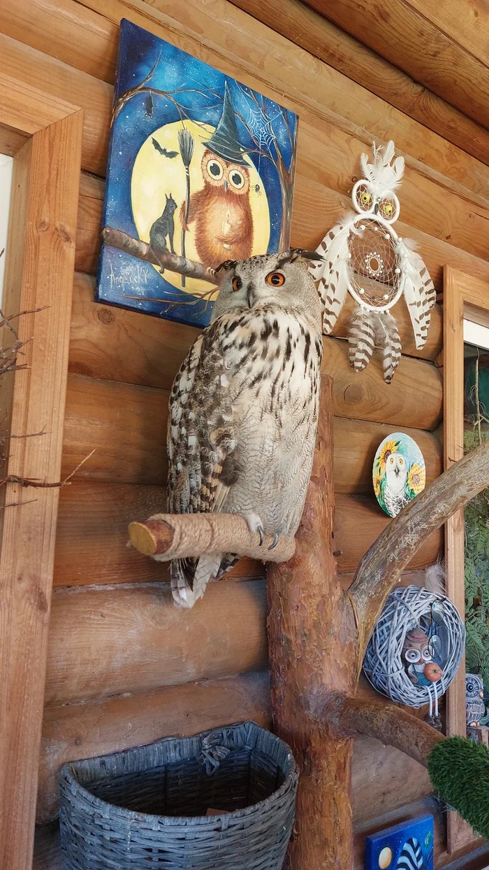 Owl at the Owl Museum - My, Owl, Toksovo, Longpost
