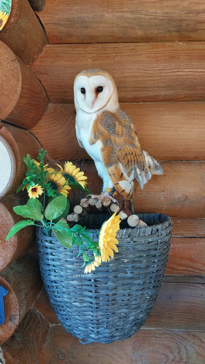 Owl at the Owl Museum - My, Owl, Toksovo, Longpost