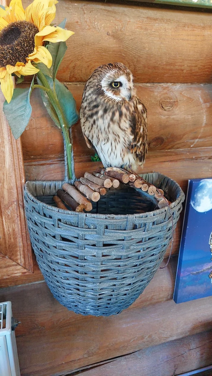 Owl at the Owl Museum - My, Owl, Toksovo, Longpost