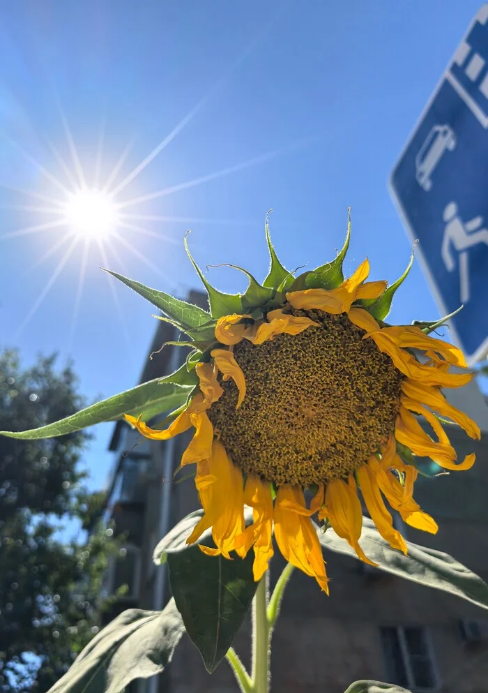 Half of summer is ahead - My, Mobile photography, Huawei, Sunflower, Summer, The sun