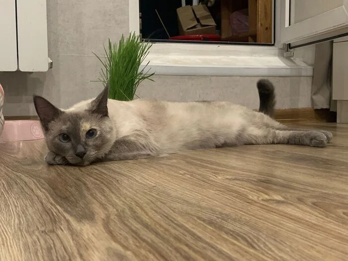 Lilya in her new home. Continuation of a story - Moscow, In good hands, cat, Volunteering, No rating, Cat lovers, Fluffy, Homeless animals, Overexposure, Kindness, Charity, Helping animals, Pets, Longpost, Found a home