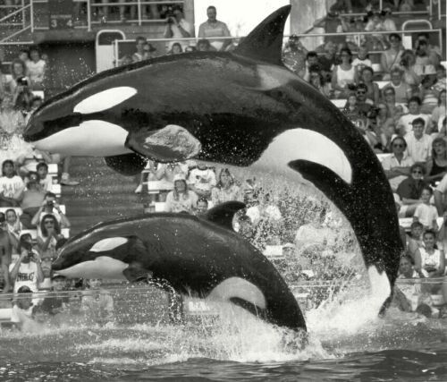 История Гудрун, печальной косатки - Косатка, Seaworld, Длиннопост, Океанариум